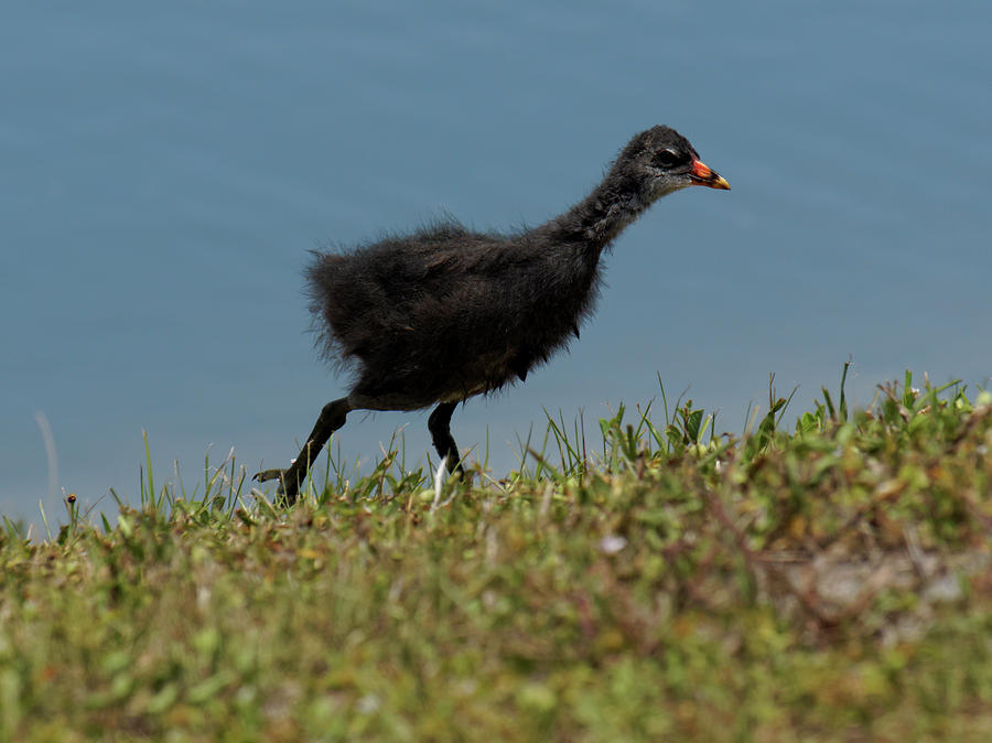 Fuzzy Young Common Gallinule Emerging From Lake Photograph by Jill Nightingale