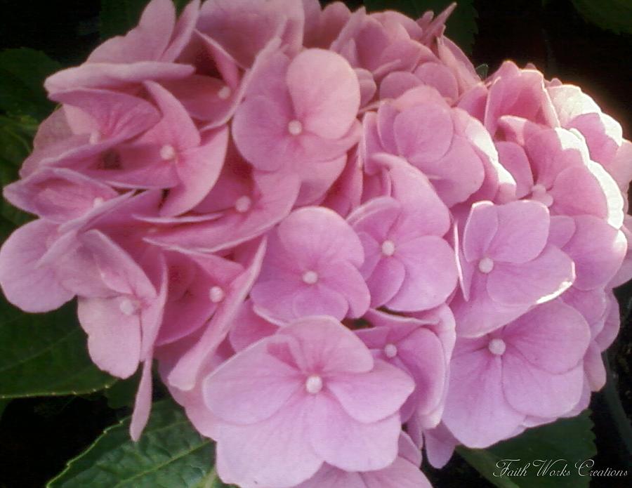 Floral Photograph - FWC Beautiful Pink Hydrangea by Faith Works Creations