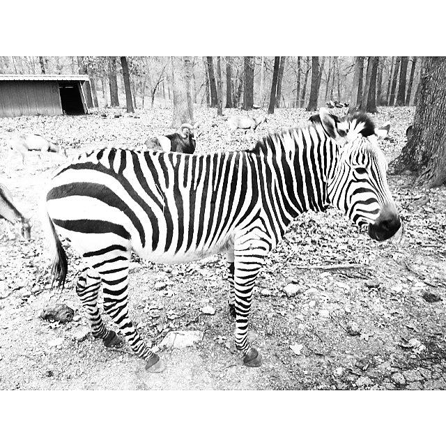Zebra Photograph - Bitten by Jazmine Bernardez