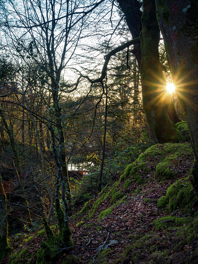 Fynnone Woods Photograph by Mark Llewellyn