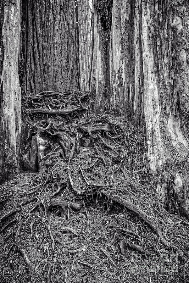 Redwood National Park Photograph - Guts by Charles Dobbs