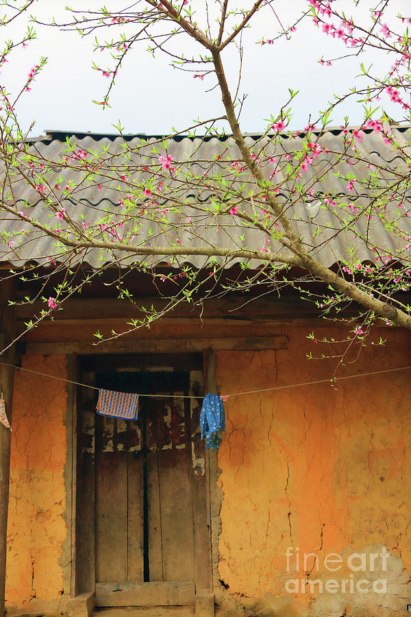 Ha Giang Home Blossoms  Photograph by Chuck Kuhn