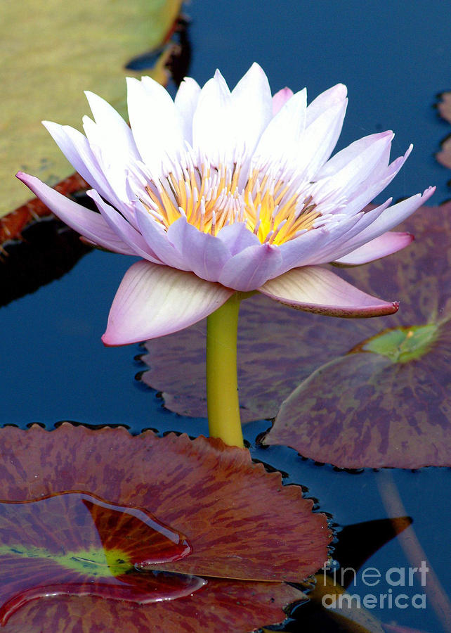 Water Lilly Photograph - Ga1-55 by Glenn Abell