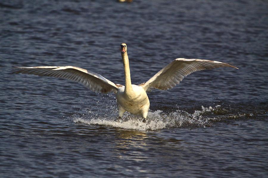 Gaceful Swan Photograph by Robert Pearson