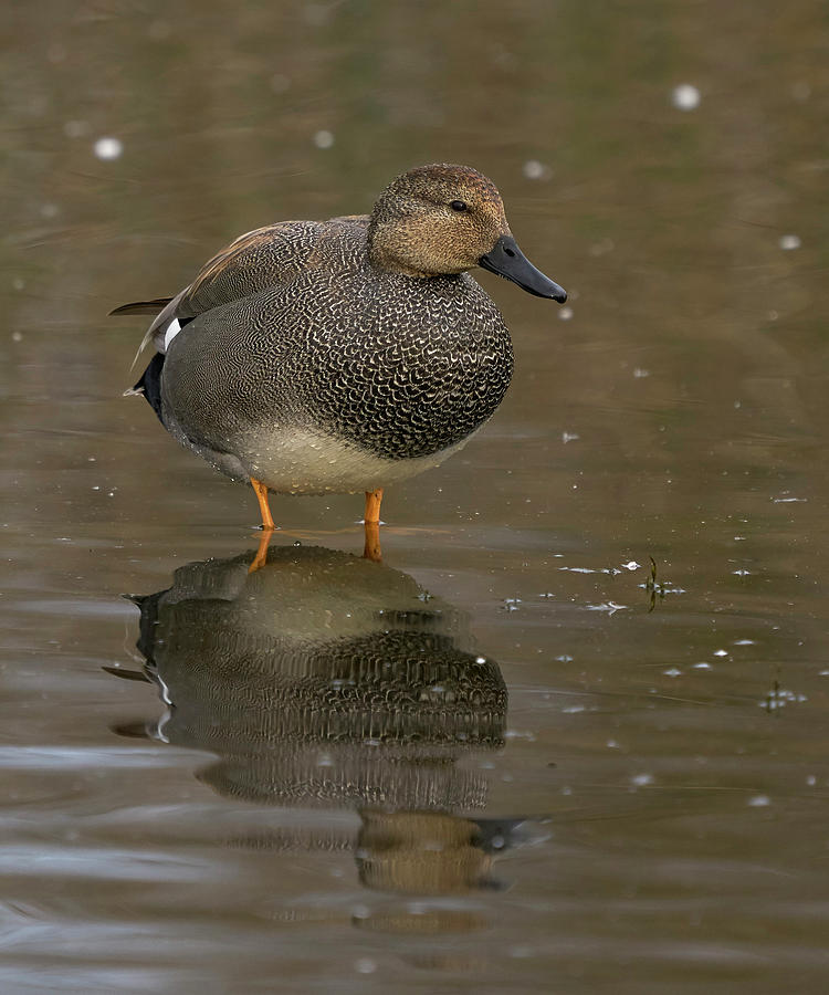 Birds Photograph - Gadwall by Doug Herr Birds Photograph - Gadwall by Doug Herr