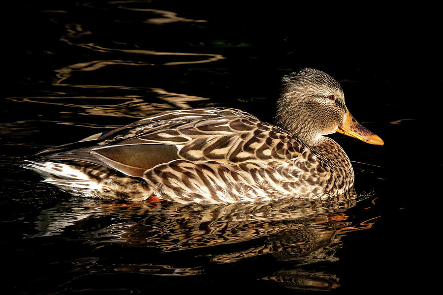 Gadwall Duck Photograph by Athena Mckinzie