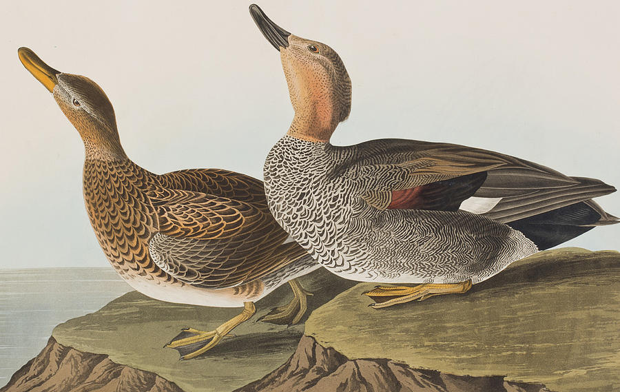 John James Audubon Painting - Gadwall Duck by John James Audubon