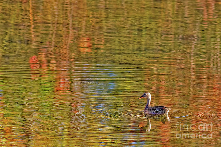 Gadwall in Fall Photograph by Gary Holmes