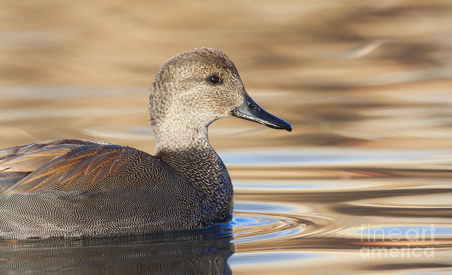 Gadwall in morning light Photograph by Ruth Jolly