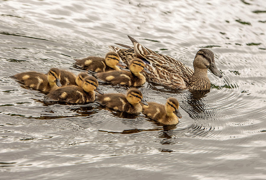 Gadwall with Chicks Photograph by Gordon Ripley