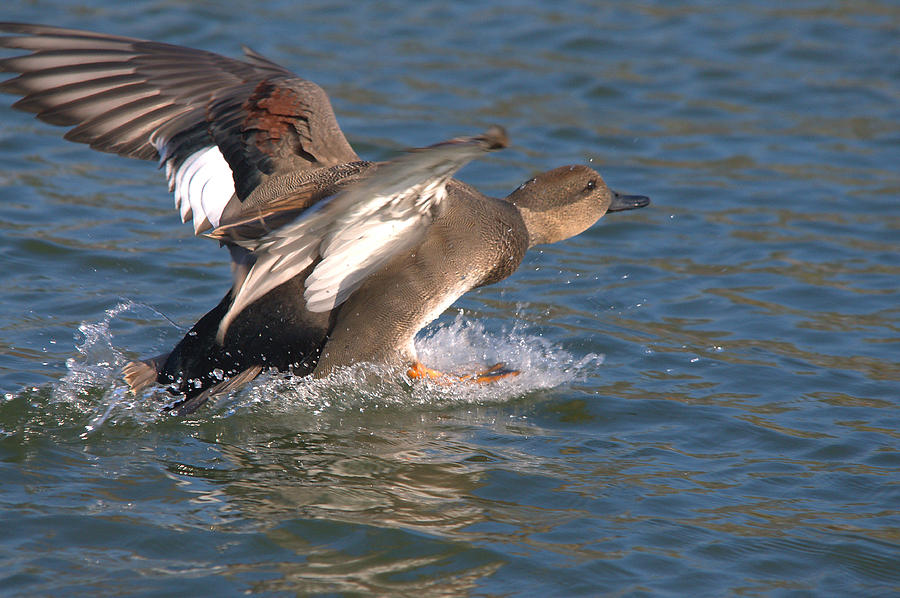 Gadwell Duck Water Landing Series 1 Photograph