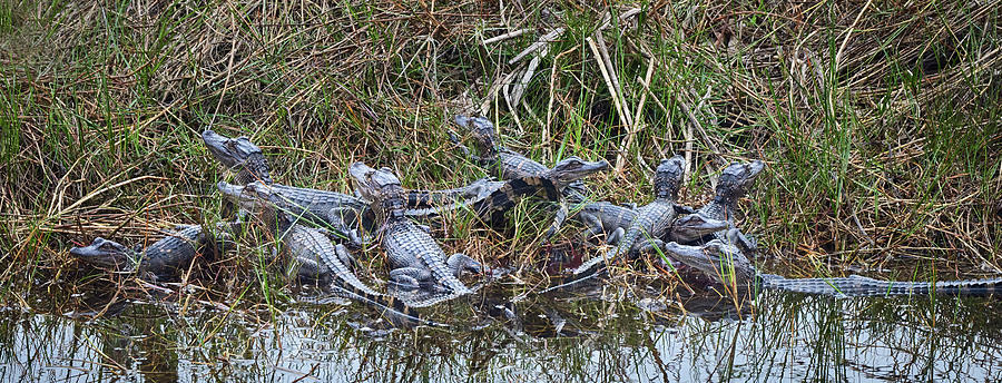 Gaggle of Gators Photograph by Bill Chambers