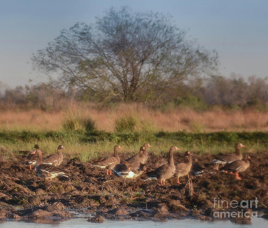 Gaggle of geese Photograph by Barry Bohn