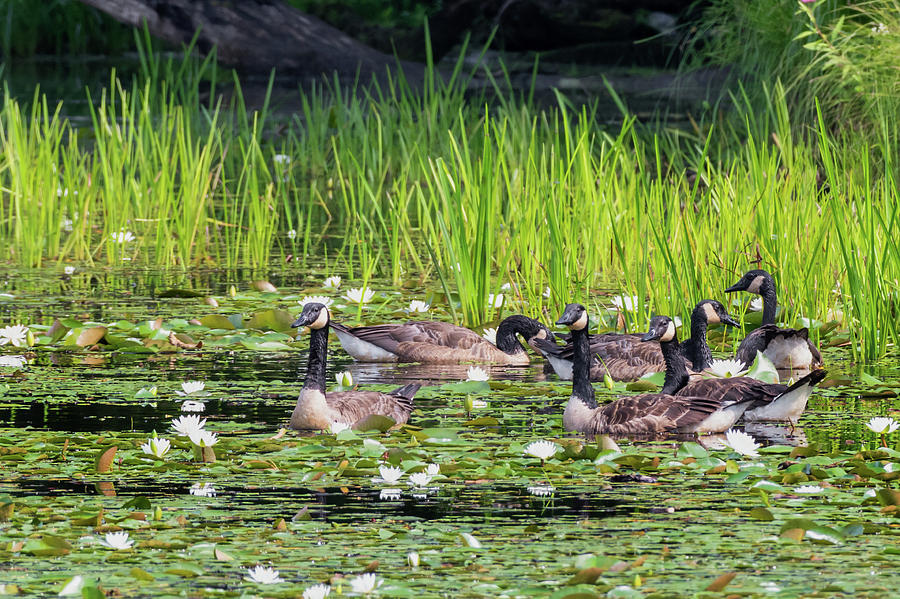Gaggle of geese Photograph by Bill Wakeley