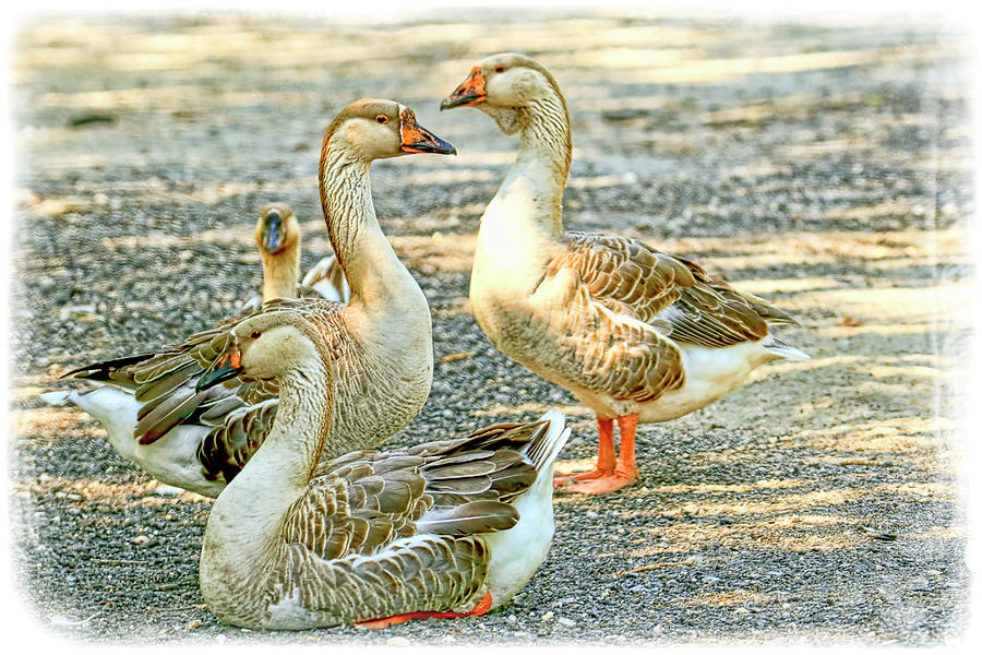 Gaggle Of Geese Photograph by Geraldine Scull