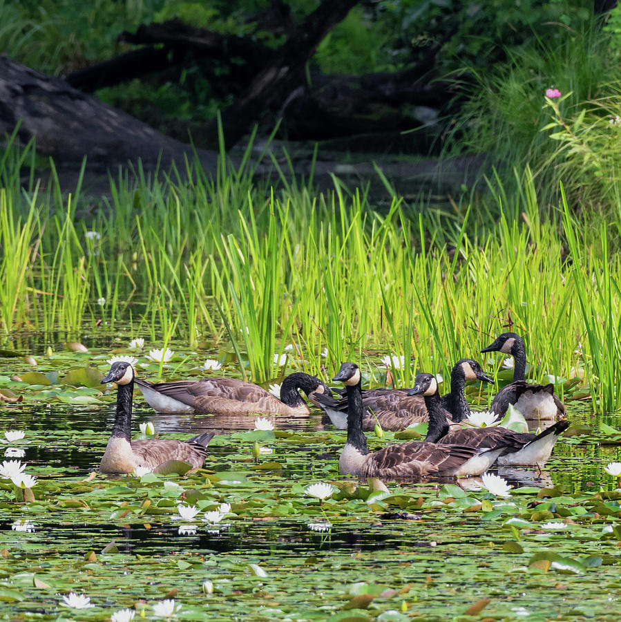 Gaggle Of Geese Square Photograph by Bill Wakeley