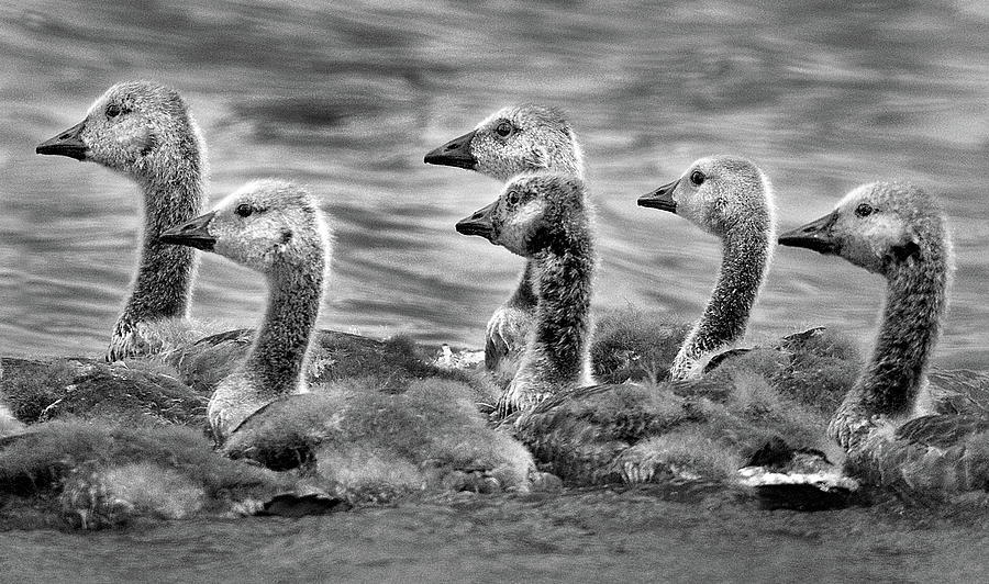 Gaggle of Goslings Photograph by Jamieson Brown