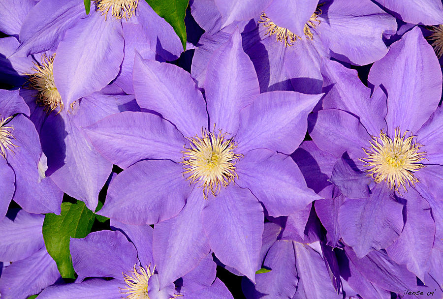 Gaggle of Purple Flowers Photograph by JoAnn Lense