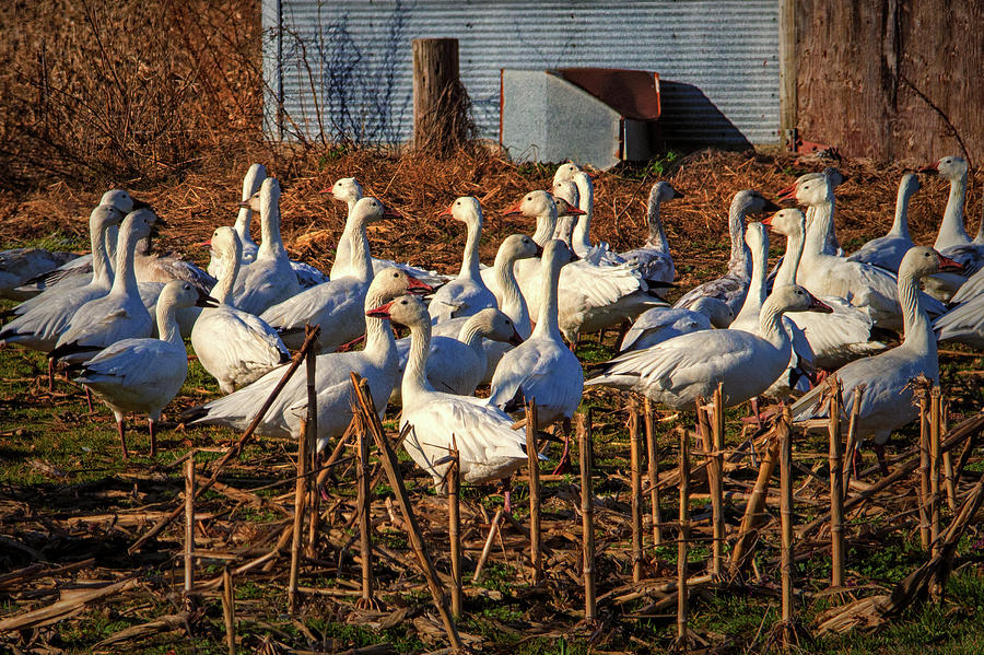 Gaggle of Snow Geese at Frankford, Delaware Photograph by Bill Swartwout