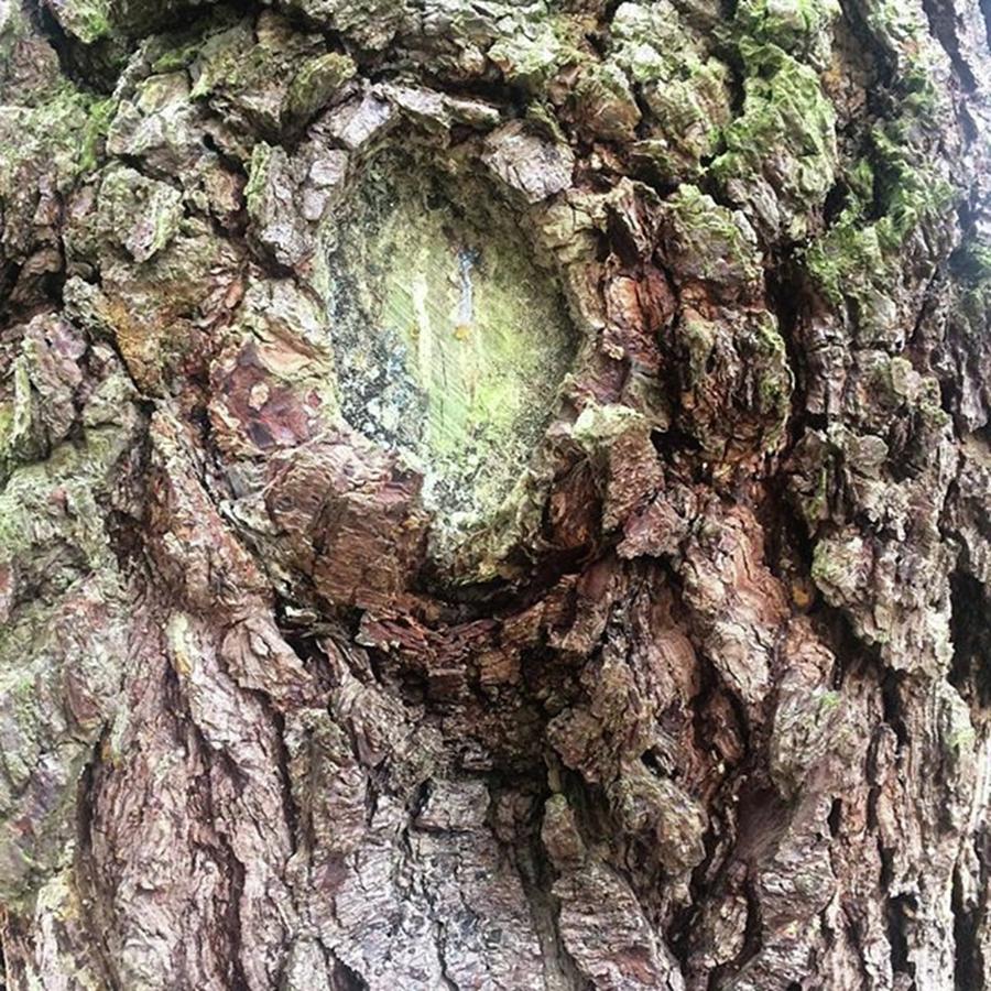 Nature Photograph - #gaia #trees #bark #texture by Louise Fairclough