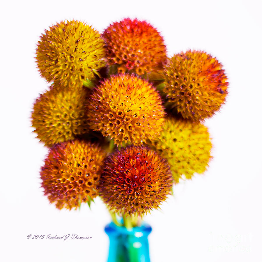 Gaillardia Seed Heads In A Vase Photograph by Richard J Thompson 