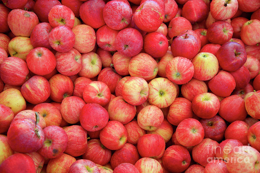 Gala Apples Photograph by Bruce Block