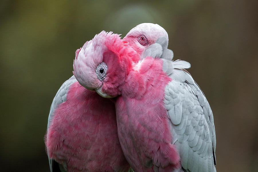 Galahs Photograph by Diana Andersen