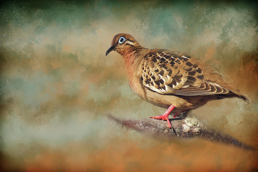 Galapagos bird Digital Art by Terry Davis