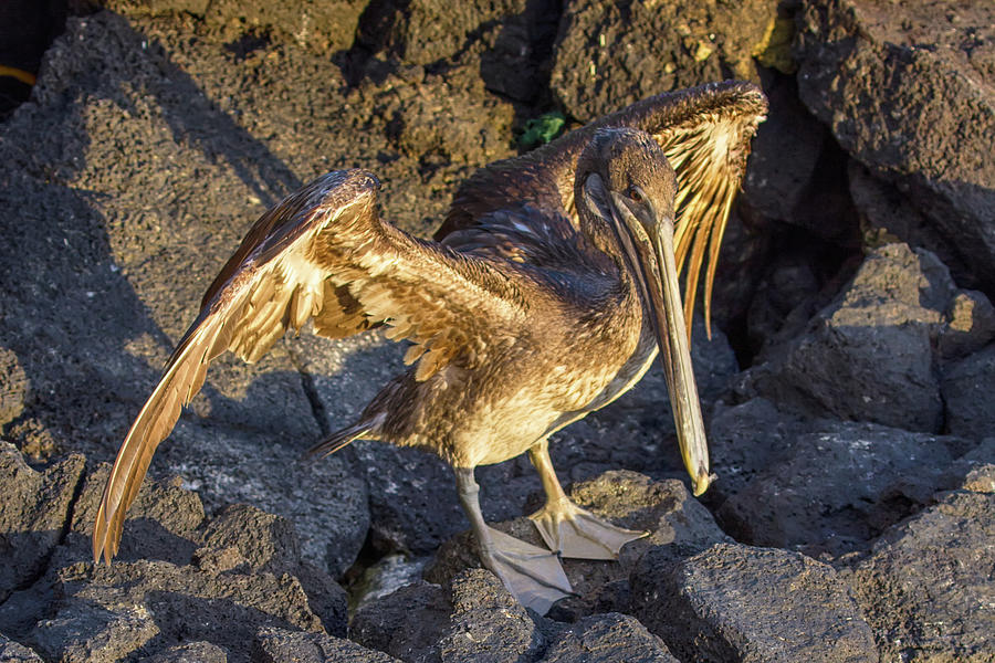 Galapagos Brown Pelican Photograph by John Haldane