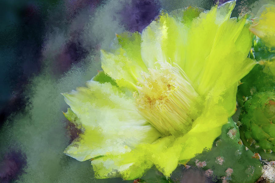 Galapagos Cactus Flower Abstract Digital Art by Terry Davis