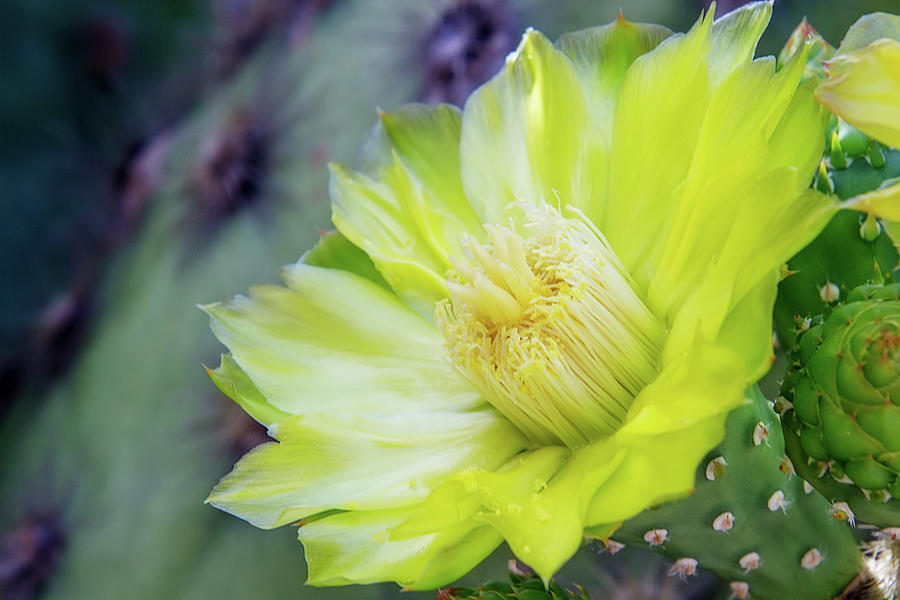 Galapagos Cactus Flower Digital Art by Terry Davis