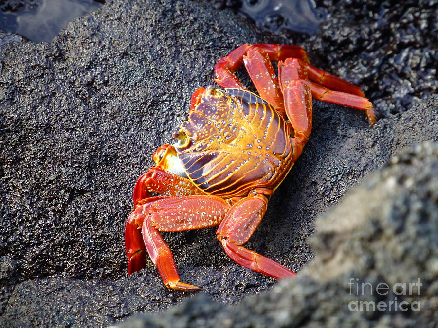 Galapagos Crab Photograph by Maxine Kamin