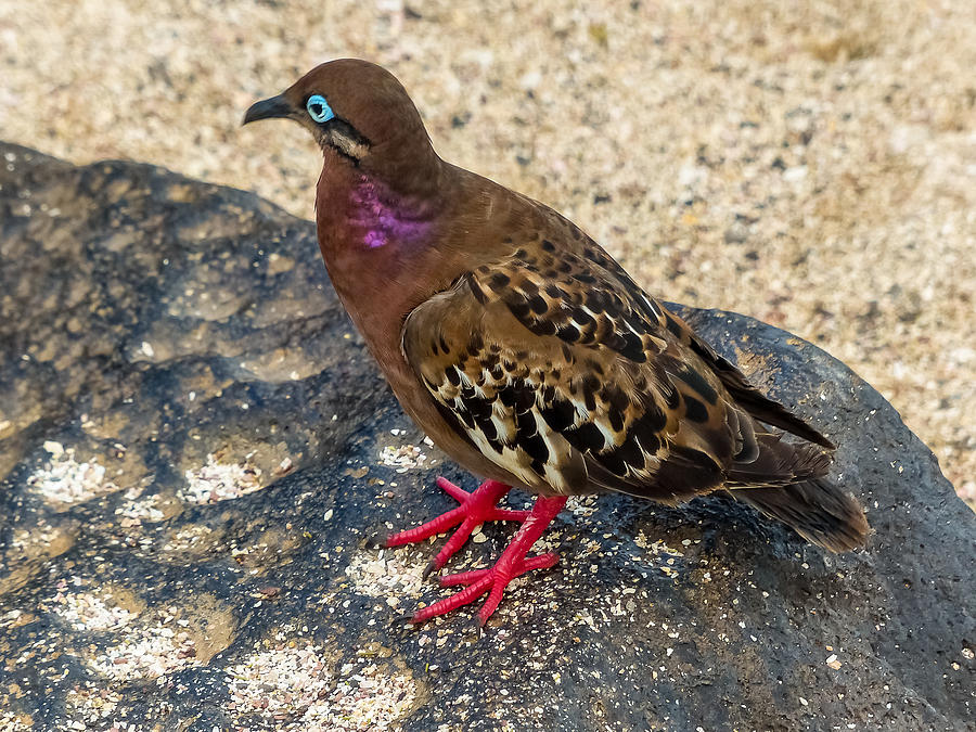 Galapagos Dove Photograph by Harry Strharsky