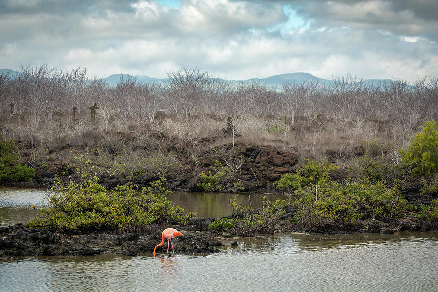 Galapagos Flamingo Photograph by Cindy Archbell