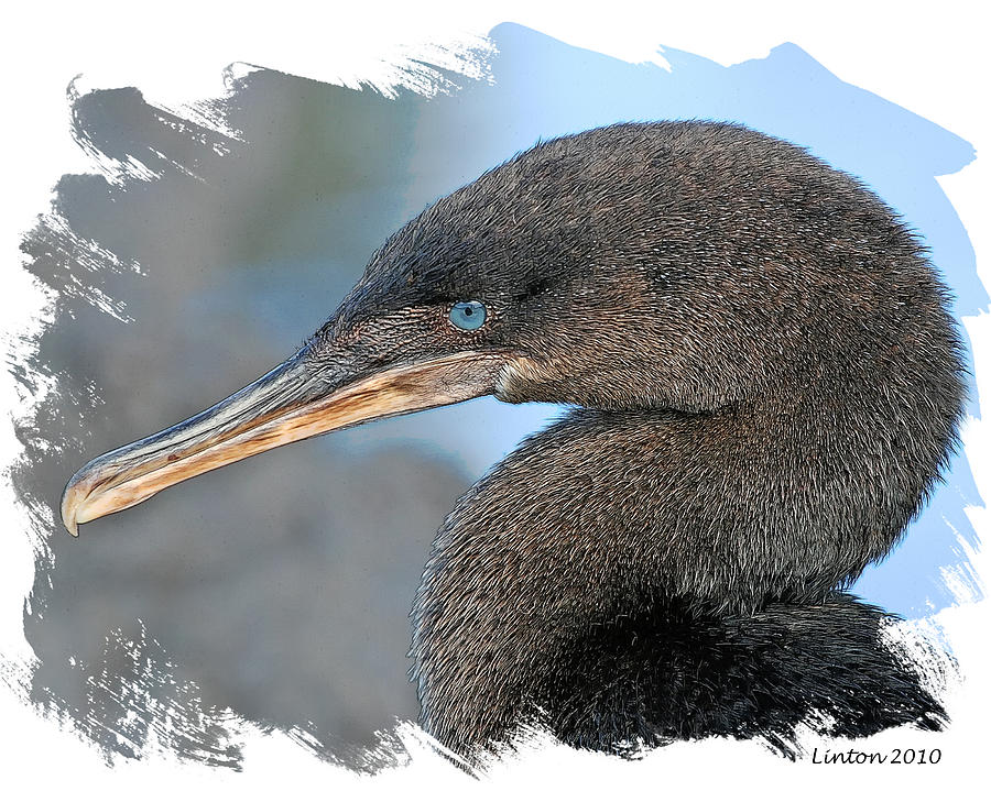 Galapagos Flightless Cormorant Digital Art by Larry Linton