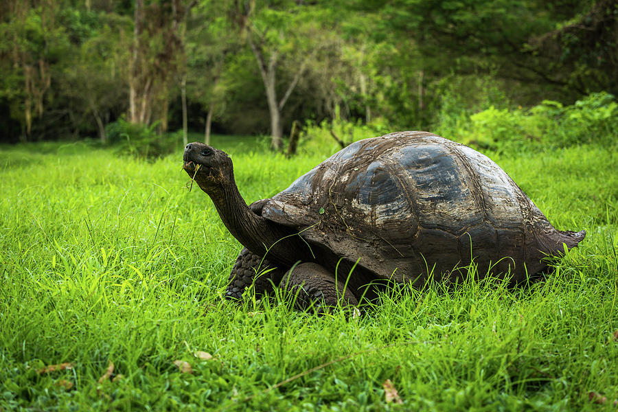 Galapagos giant tortoise walking along gravel path Throw Pillow by Ndp -  Fine Art America