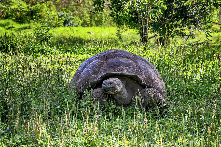 Galapagos Giant Tortoise Photograph by John Haldane