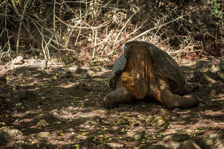 Galapagos giant tortoise walking along gravel path Throw Pillow by Ndp -  Fine Art America