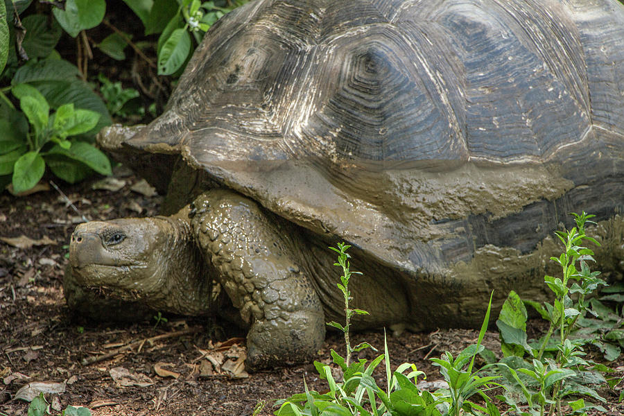 Galapagos Giant Tortoise Photograph by Venetia Featherstone-Witty