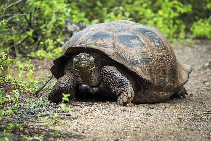 Galapagos giant tortoise walking along gravel path Throw Pillow by Ndp -  Fine Art America