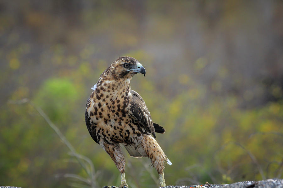 Galapagos Hawk Photograph by Gary Hall