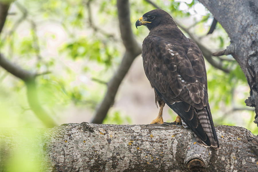 Galapagos Hawk Photograph by Harry Strharsky