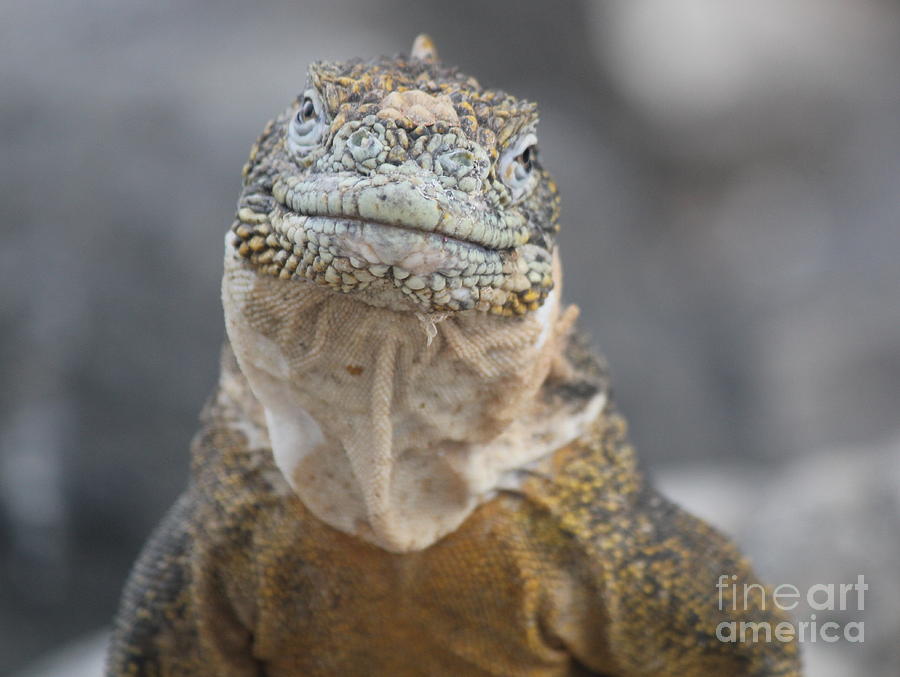 Galapagos Iguana Photograph by Maxine Kamin