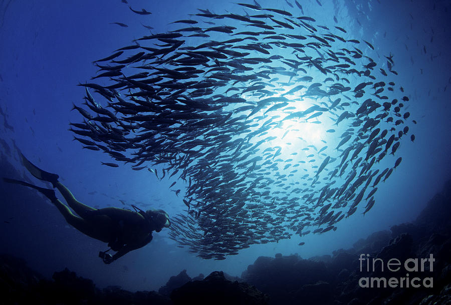 Galapagos Islands Diver Photograph by Dave Fleetham - Printscapes