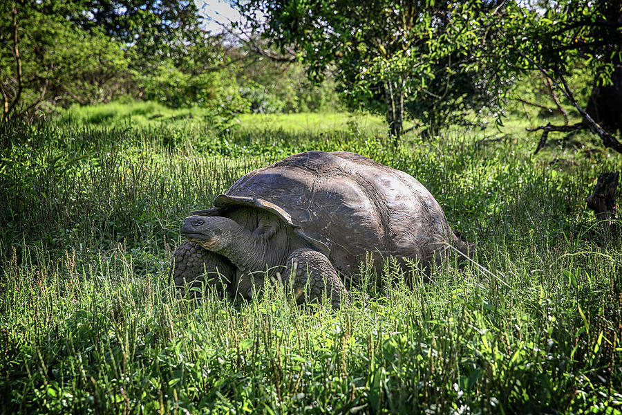 Galapagos Islands Giant Tortoise Photograph by John Haldane