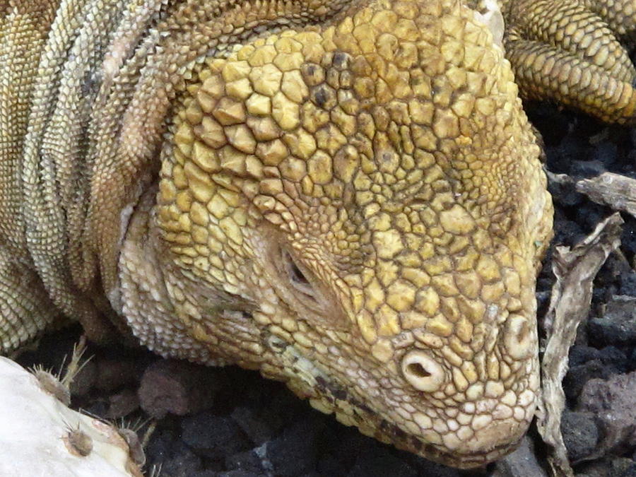 Galapagos Land Iguana Photograph by Jill Black