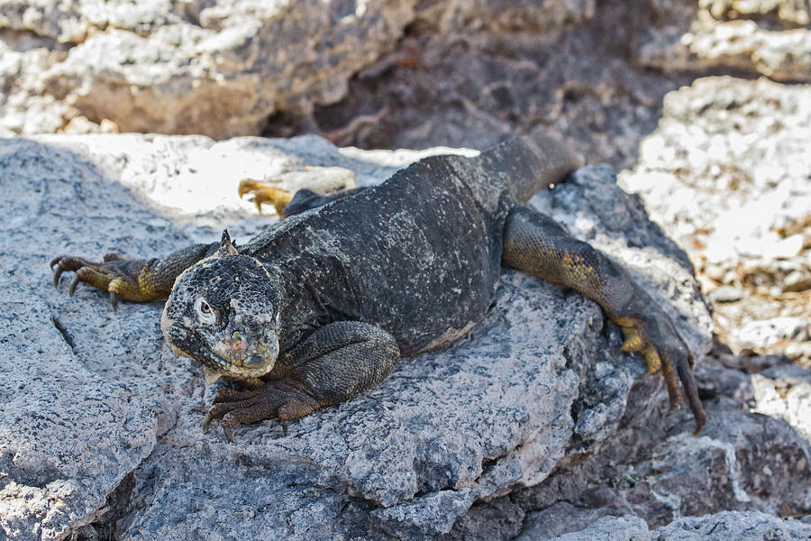 Galapagos Land Iguana Photograph by John Haldane