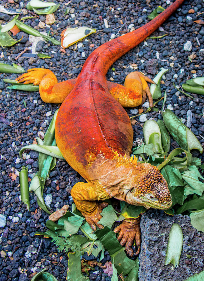 Galapagos Land Iguana Photograph by Venetia Featherstone-Witty