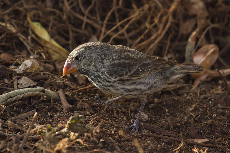 Galapagos Large Ground Finch Photograph by John Haldane