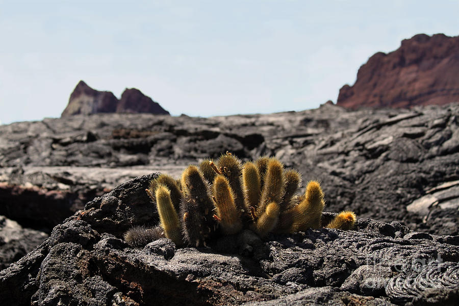 Galapagos Lava Cactus Photograph by Catherine Sherman